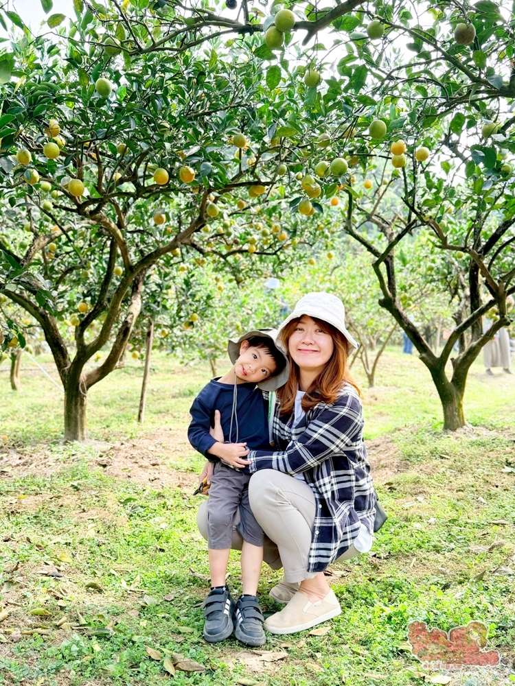 【台南景點】蕭永固果園:東山有機柳丁農場,冬季限定DIY採柳丁,親手採果好玩又好吃~ 【台南景點】蕭永固果園:東山有機柳丁農場,冬季限定DIY採柳丁,親手採果好玩又好吃~