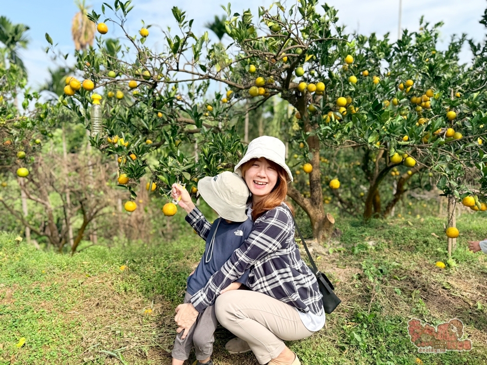 【台南景點】蕭永固果園:東山有機柳丁農場,冬季限定DIY採柳丁,親手採果好玩又好吃~ 【台南景點】蕭永固果園:東山有機柳丁農場,冬季限定DIY採柳丁,親手採果好玩又好吃~