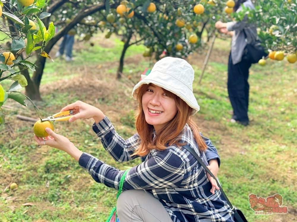 【台南景點】蕭永固果園:東山有機柳丁農場,冬季限定DIY採柳丁,親手採果好玩又好吃~ 【台南景點】蕭永固果園:東山有機柳丁農場,冬季限定DIY採柳丁,親手採果好玩又好吃~