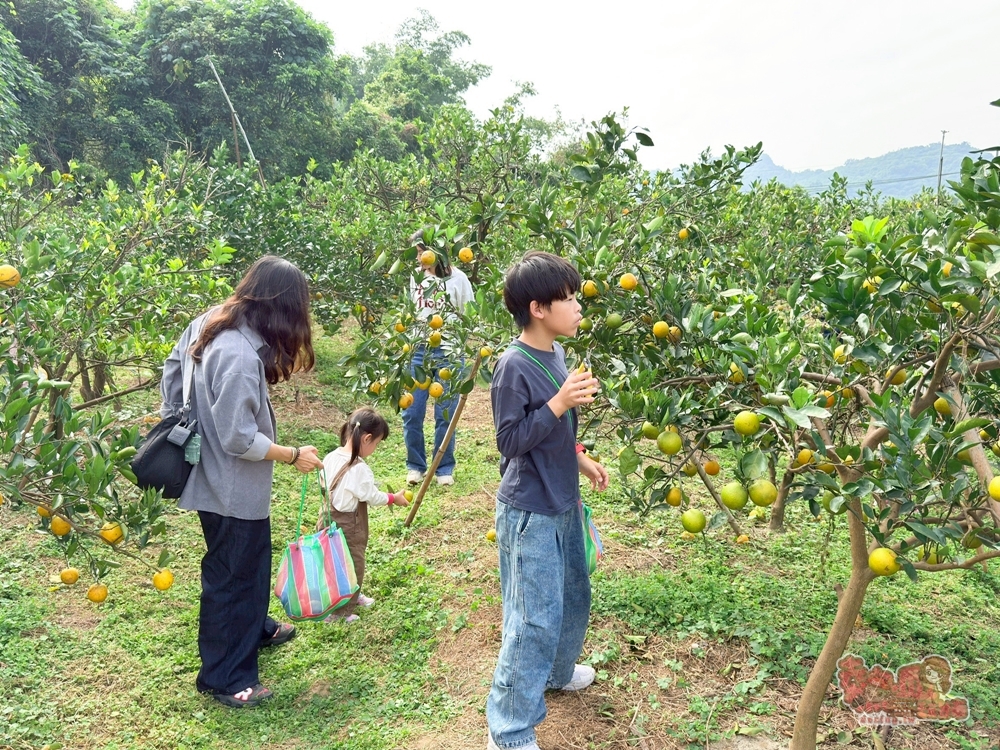 【台南景點】蕭永固果園:東山有機柳丁農場,冬季限定DIY採柳丁,親手採果好玩又好吃~ 【台南景點】蕭永固果園:東山有機柳丁農場,冬季限定DIY採柳丁,親手採果好玩又好吃~