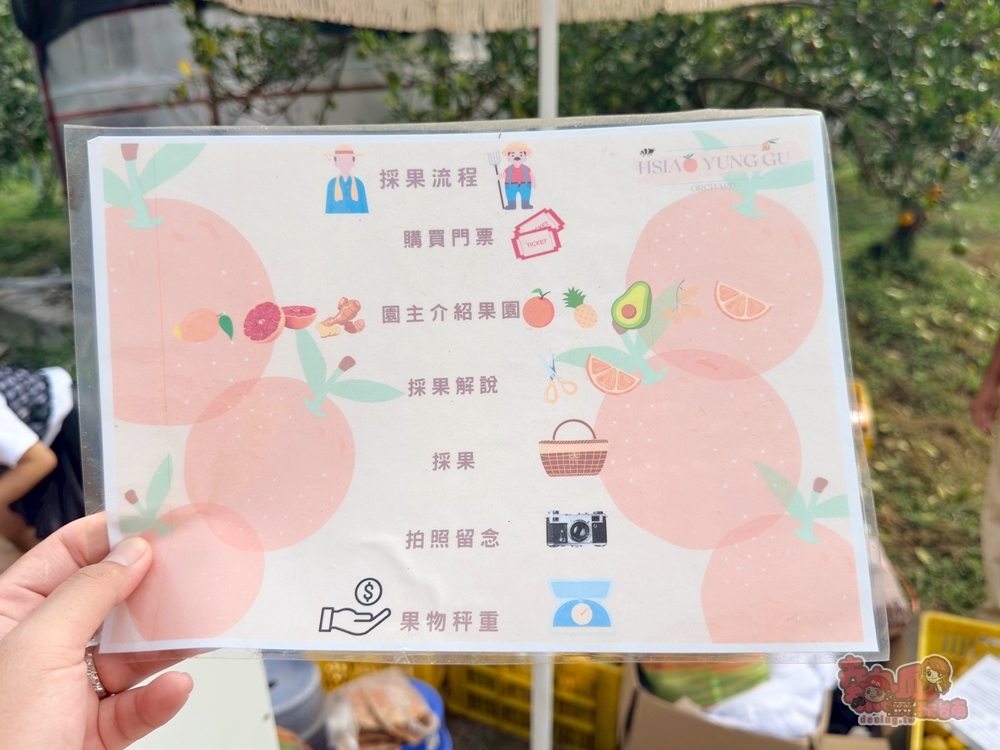 【台南景點】蕭永固果園:東山有機柳丁農場,冬季限定DIY採柳丁,親手採果好玩又好吃~ 【台南景點】蕭永固果園:東山有機柳丁農場,冬季限定DIY採柳丁,親手採果好玩又好吃~