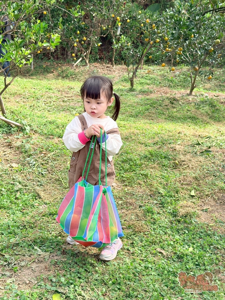 【台南景點】蕭永固果園:東山有機柳丁農場,冬季限定DIY採柳丁,親手採果好玩又好吃~ 【台南景點】蕭永固果園:東山有機柳丁農場,冬季限定DIY採柳丁,親手採果好玩又好吃~