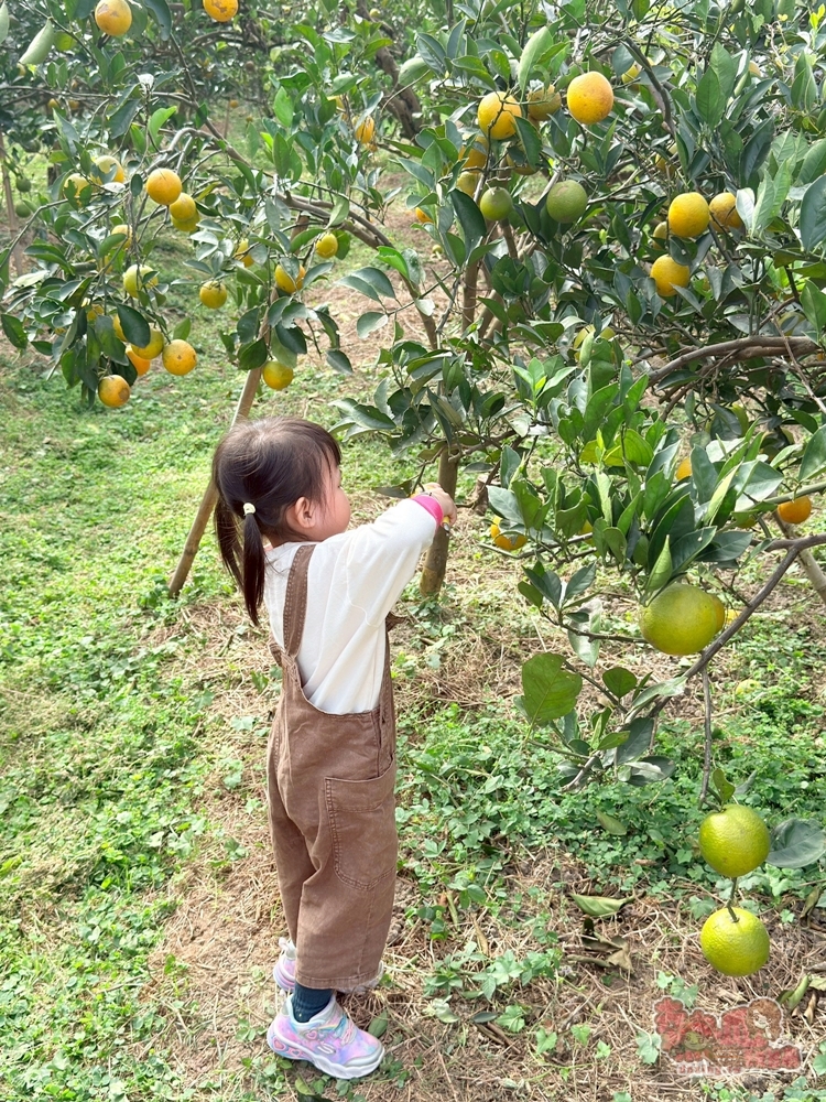 【台南景點】蕭永固果園:東山有機柳丁農場,冬季限定DIY採柳丁,親手採果好玩又好吃~ 【台南景點】蕭永固果園:東山有機柳丁農場,冬季限定DIY採柳丁,親手採果好玩又好吃~