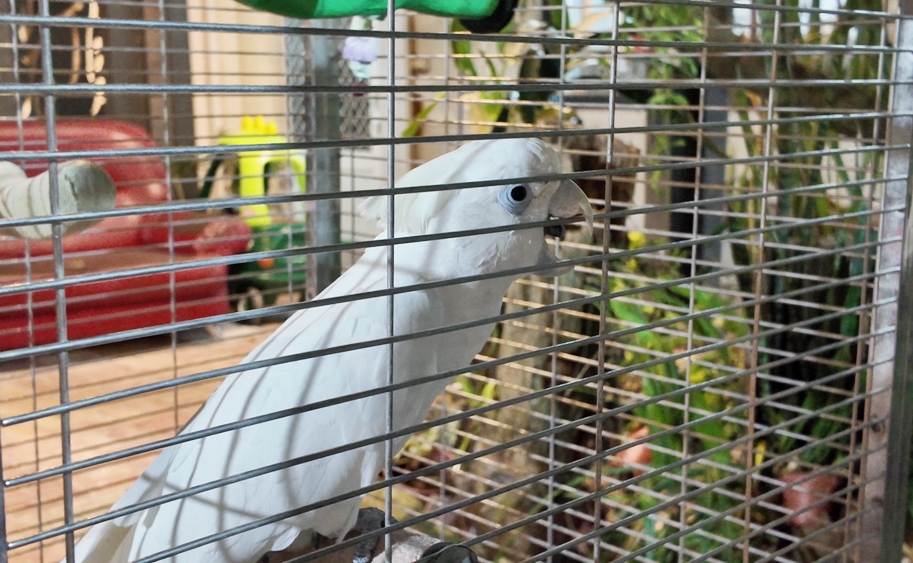 【台南美食】岩頂自然休閒坊:關子嶺桶仔雞吃這家,預約就送一整壺百香果汁,大推必點雞汁燉粥,兩人也好點菜~ 【台南美食】岩頂自然休閒坊:關子嶺桶仔雞吃這家,預約就送一整壺百香果汁,大推必點雞汁燉粥,兩人也好點菜~